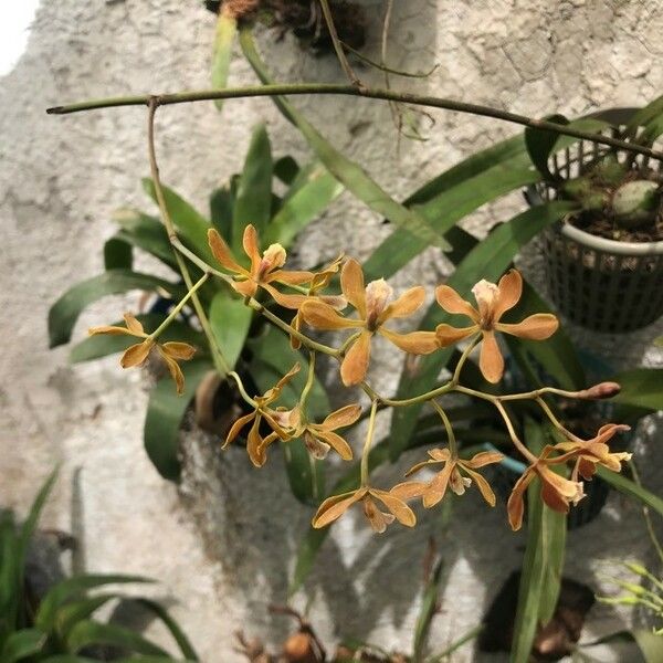 Encyclia tampensis Floare