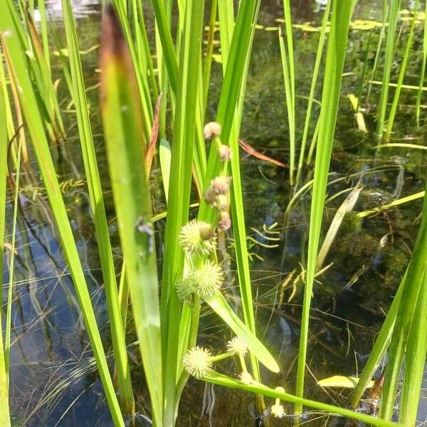 Sparganium americanum Blodyn