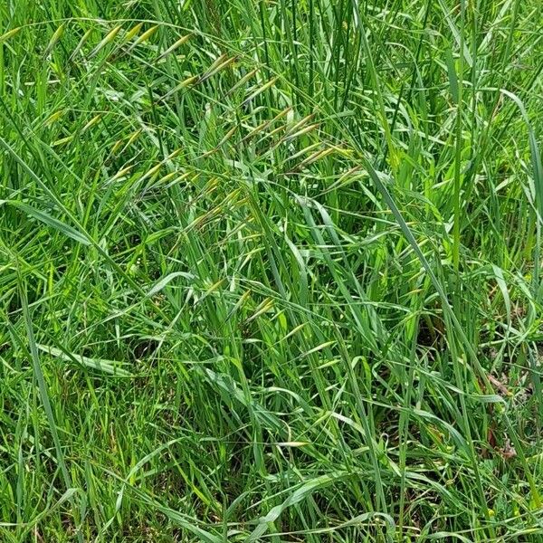 Avena barbata Habit