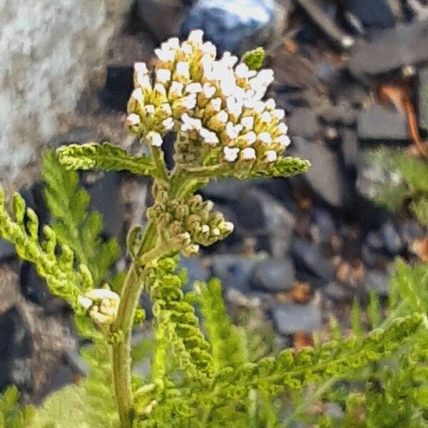 Achillea distans Cvet