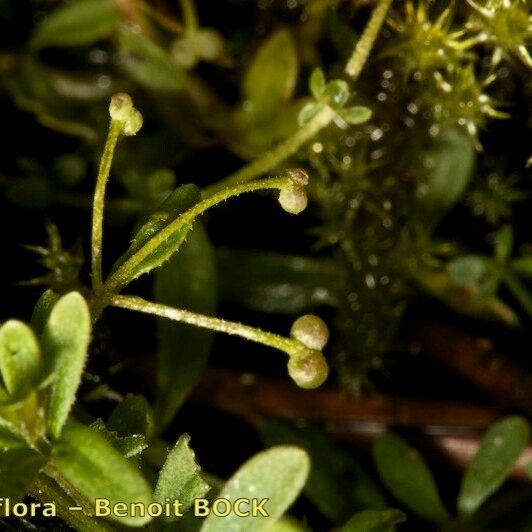 Galium trifidum Drugo