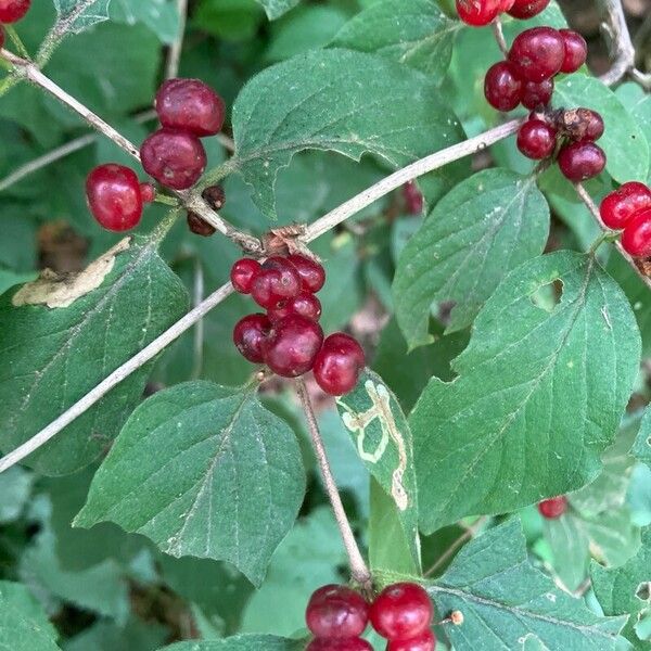 Lonicera xylosteum 果實