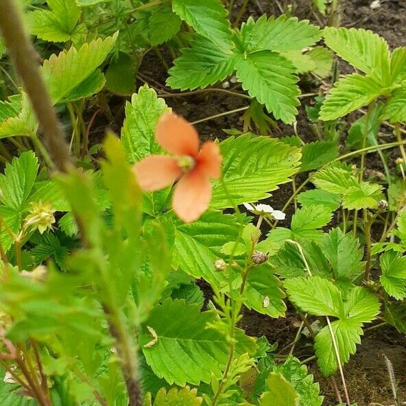 Papaver pinnatifidum Kvet