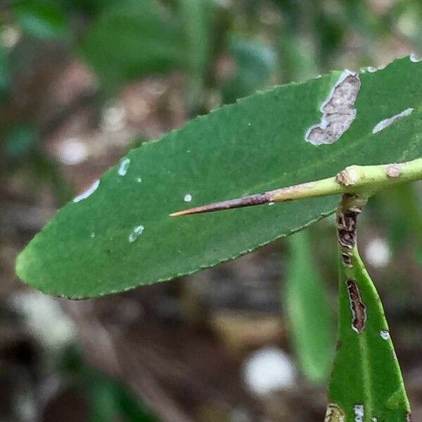 Gymnosporia senegalensis Лист