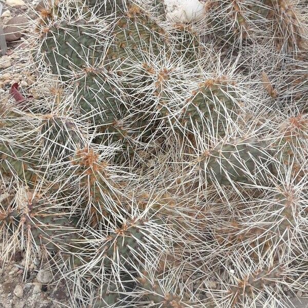 Opuntia polyacantha Ліст