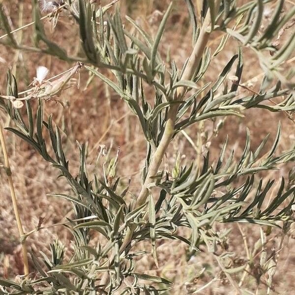 Epilobium brachycarpum Blad