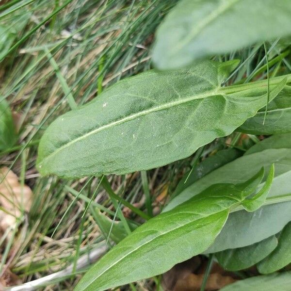 Rumex acetosa Feuille