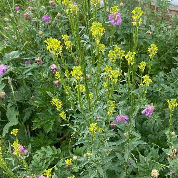 Erysimum cheiranthoides Habit