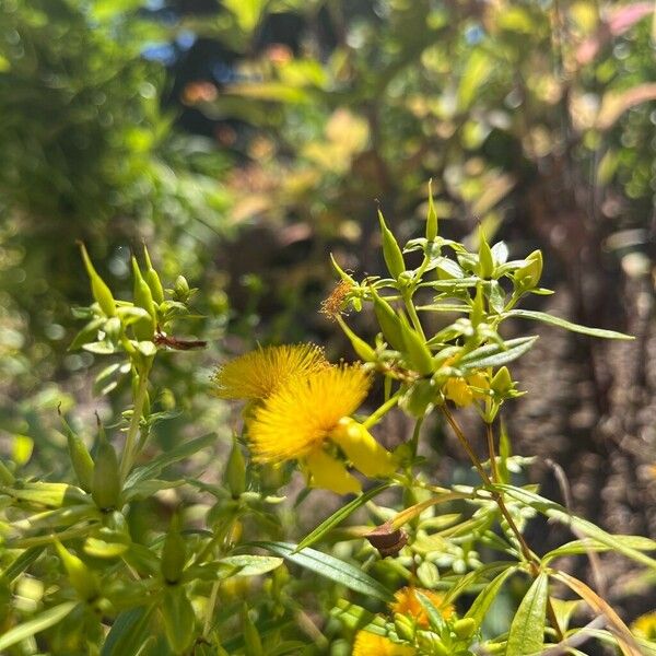 Hypericum prolificum Плід