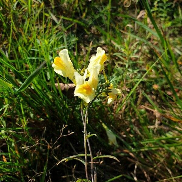 Linaria vulgaris Flower