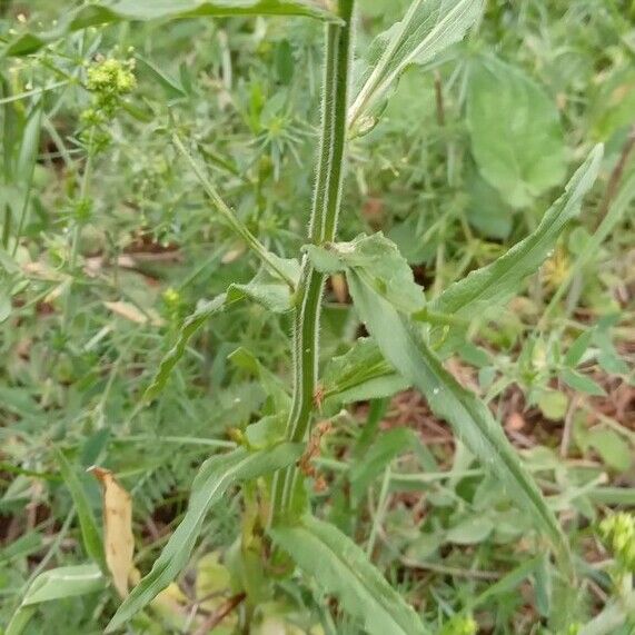 Campanula patula Листок