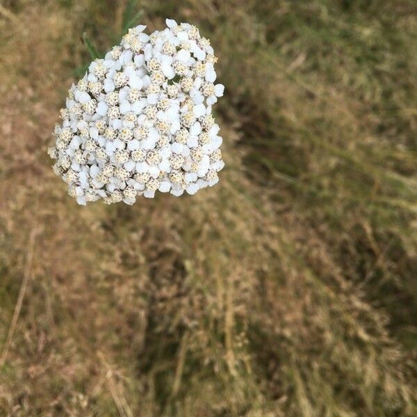 Achillea millefolium Blomma