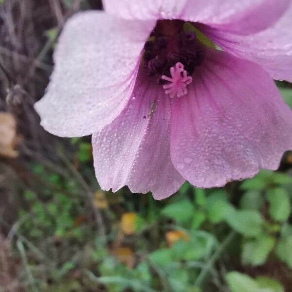 Althaea cannabina ᱵᱟᱦᱟ