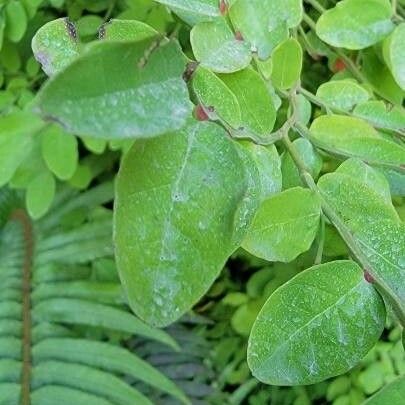 Vaccinium parvifolium Fulla