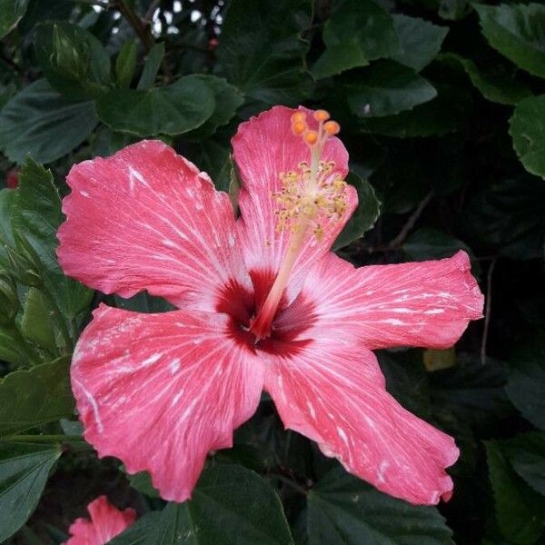 Hibiscus rosa-sinensis Blüte