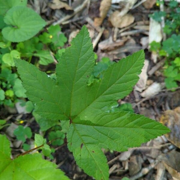 Hydrastis canadensis Liść