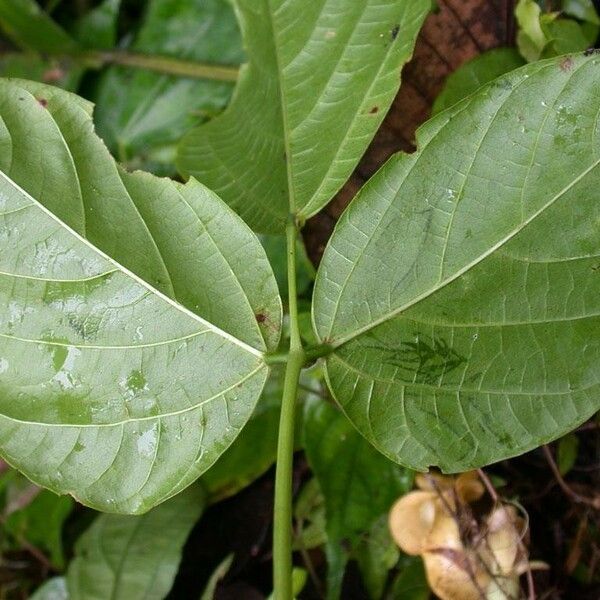 Cochliasanthus caracalla Leaf