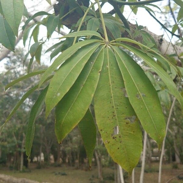 Ceiba pentandra ഇല