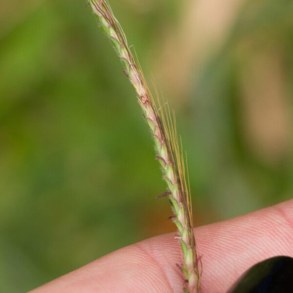 Dichanthium aristatum ᱡᱚ