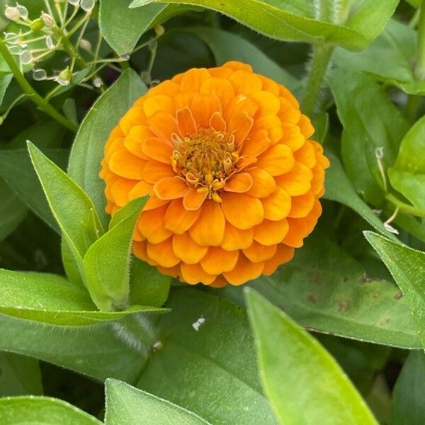 Zinnia haageana Flower