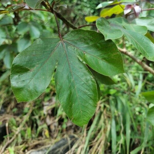 Jatropha gossypiifolia Deilen