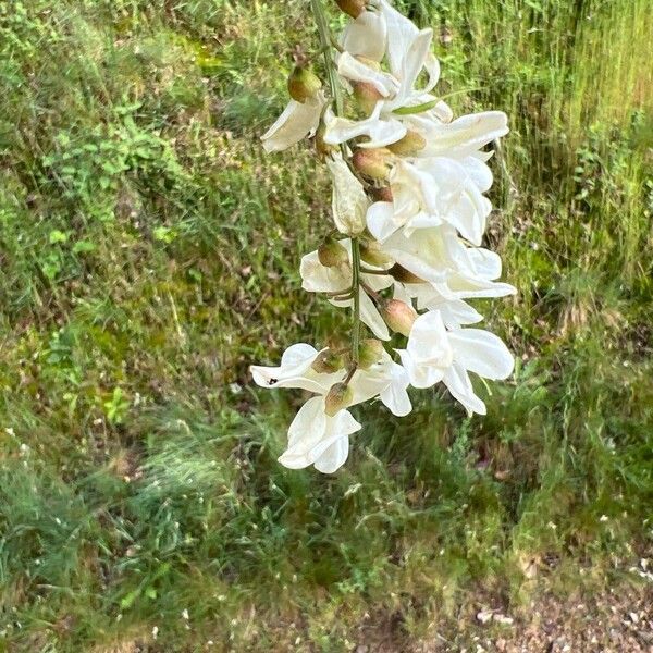 Robinia viscosa Blomma