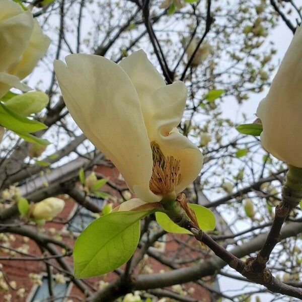 Magnolia denudata Blüte