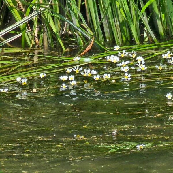 Ranunculus fluitans Kvet