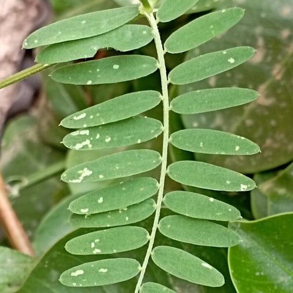 Vicia cracca ഇല