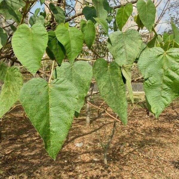 Croton urucurana 葉