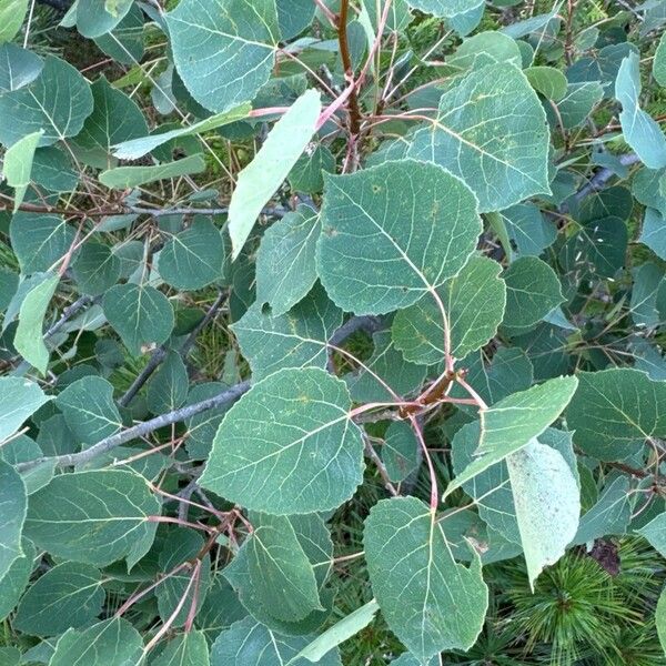 Populus tremuloides Feuille