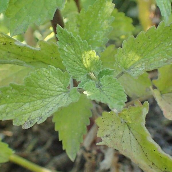 Nepeta cataria Агульны выгляд