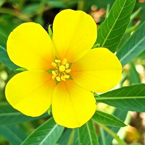 Ludwigia grandiflora Flower