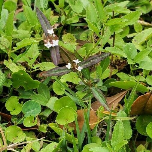 Spermacoce remota Leaf