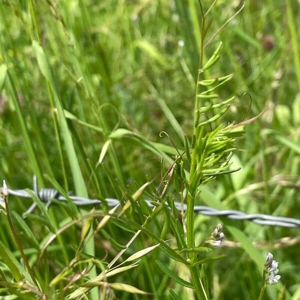 Vicia hirsuta Leaf