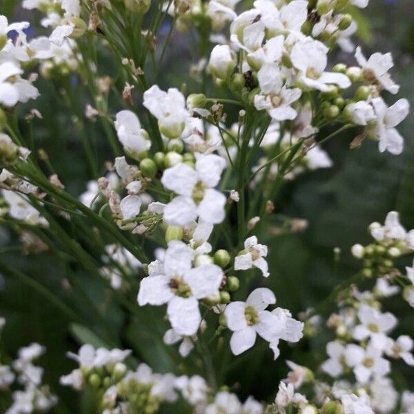 Armoracia rusticana Flower