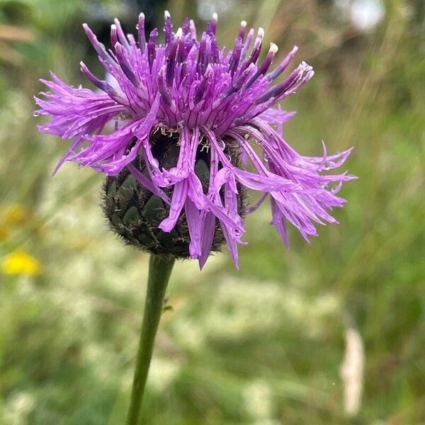 Centaurea scabiosa Blüte