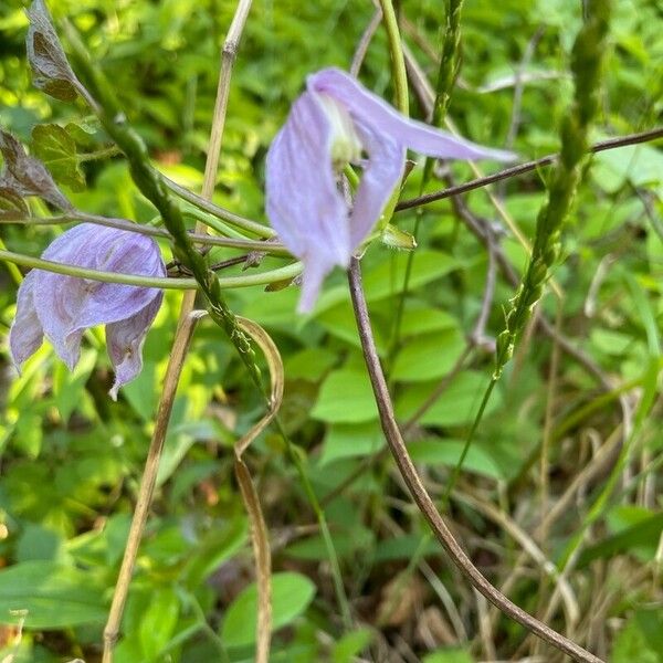 Clematis occidentalis Květ