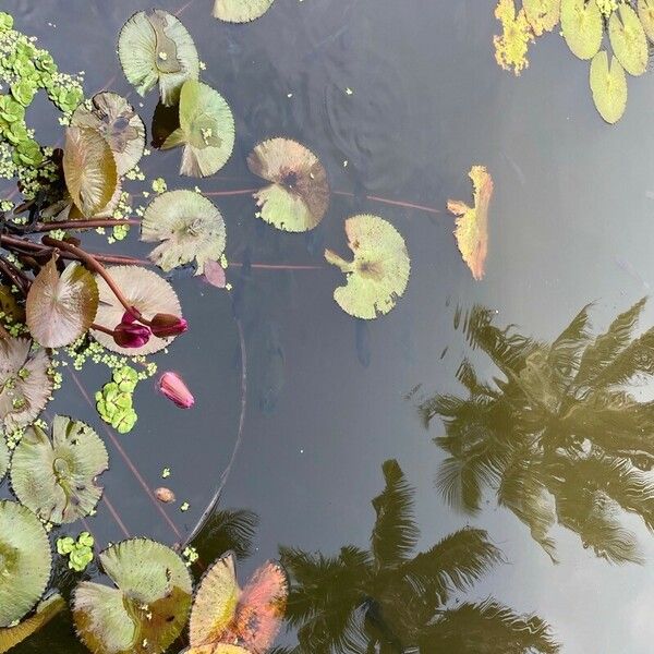 Nymphaea lotus Drugo