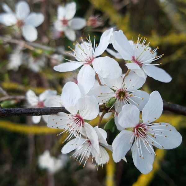 Prunus avium Цветок