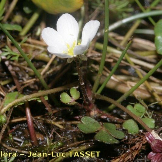 Ranunculus ololeucos Ostatní