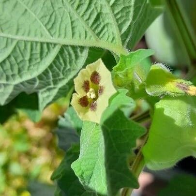 Physalis pubescens Cvet