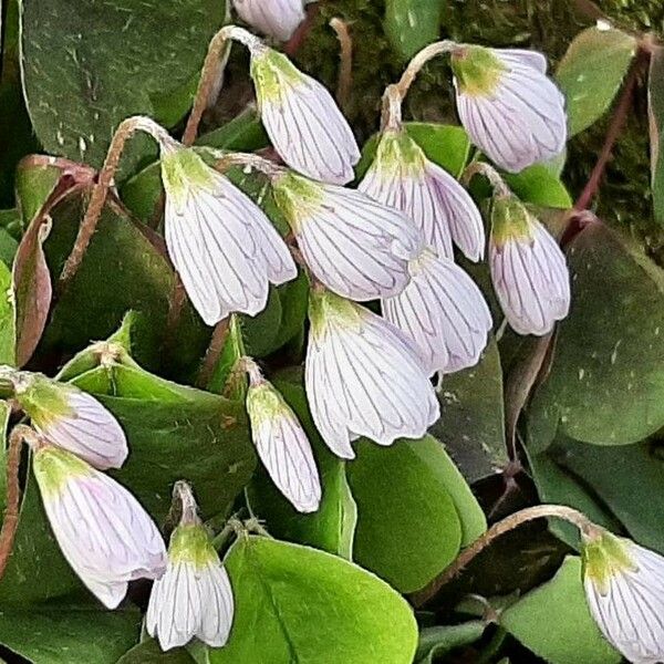 Oxalis acetosella फूल