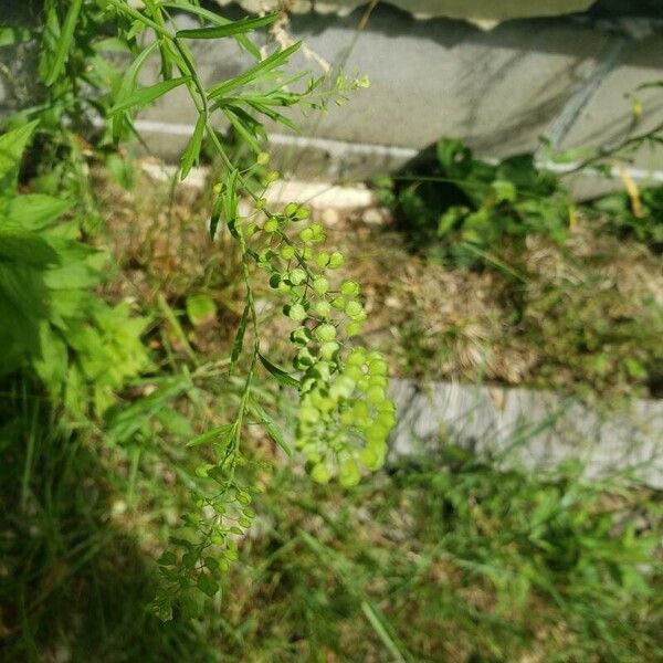 Lepidium virginicum Frugt