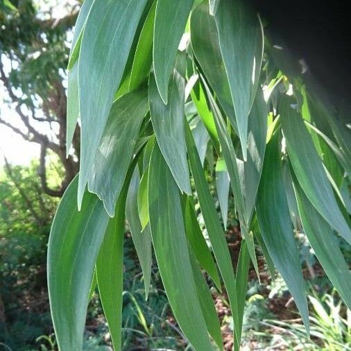 Acacia auriculiformis Φύλλο