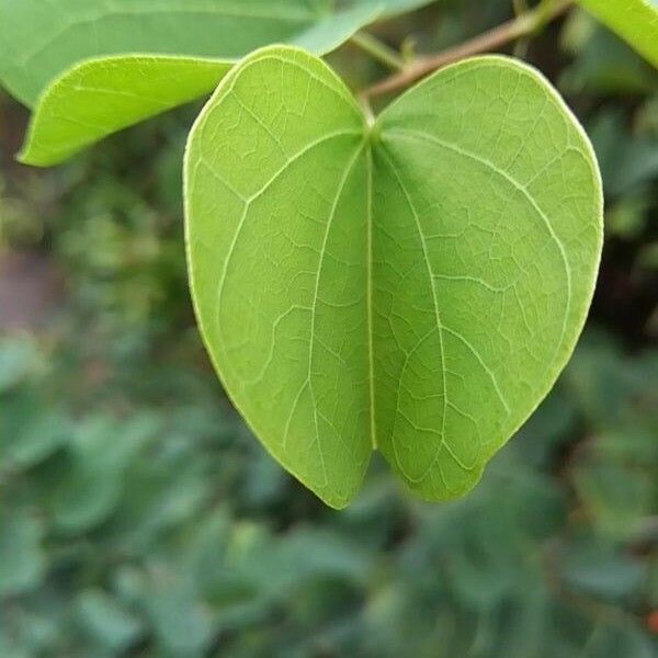 Bauhinia galpinii Leaf