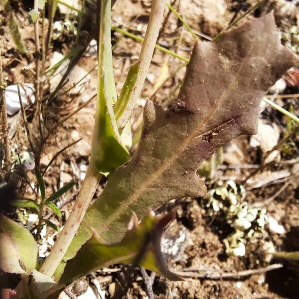 Reichardia tingitana Leaf