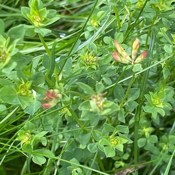 Lotus pedunculatus Hábito