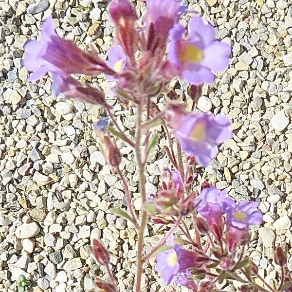 Chaenorhinum origanifolium 花