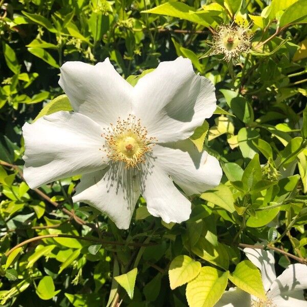 Rosa laevigata Цветок